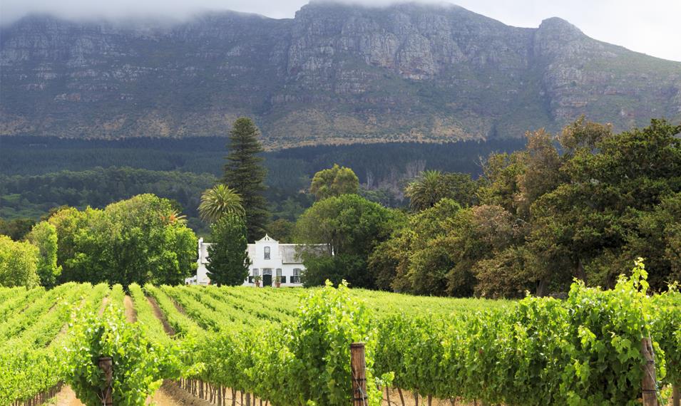 Enjoy winery tours and tastings in Stellenbosch. 